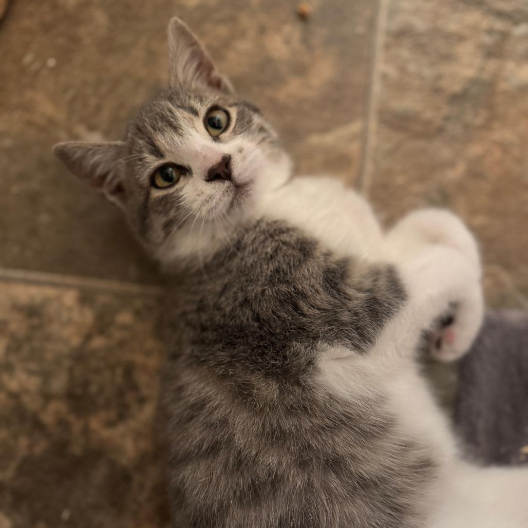 Riser, a Adoptable Domestic Short Hair in Lander, WY image 3/3