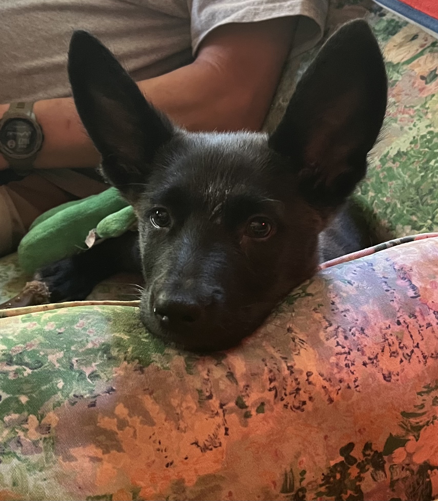 Dog for adoption Max, a Retriever Mix in Twin Falls, ID Petfinder