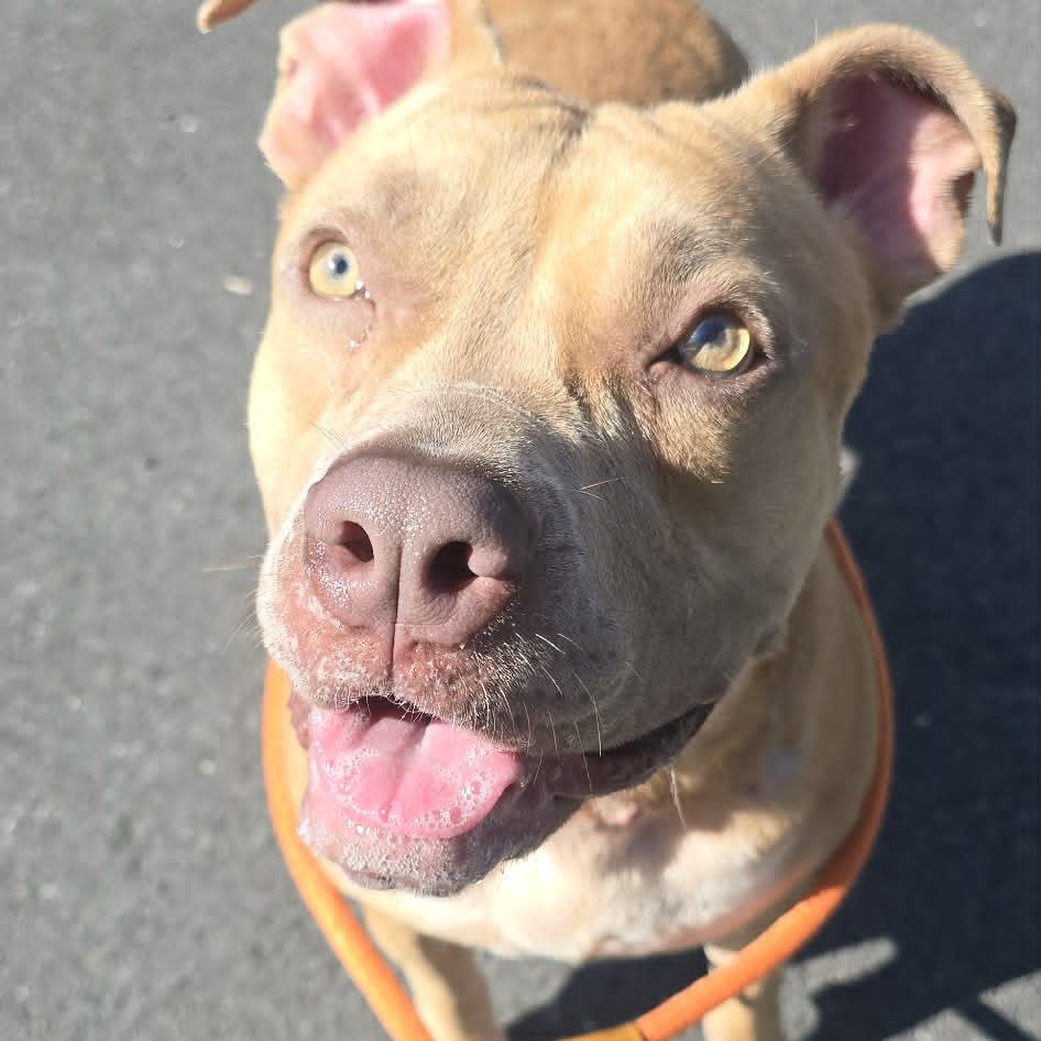 Enlarge Brontë, an adoptable Pit Bull Terrier in Orange, VA image 2/5