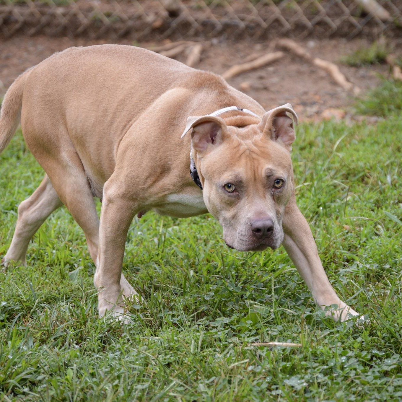 Enlarge Brontë, an adoptable Pit Bull Terrier in Orange, VA image 5/5