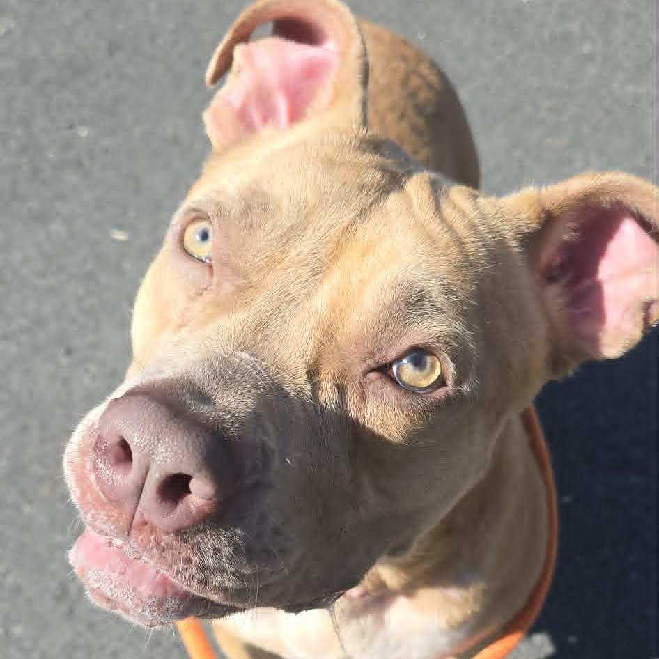 Enlarge Brontë, an adoptable Pit Bull Terrier in Orange, VA image 4/5