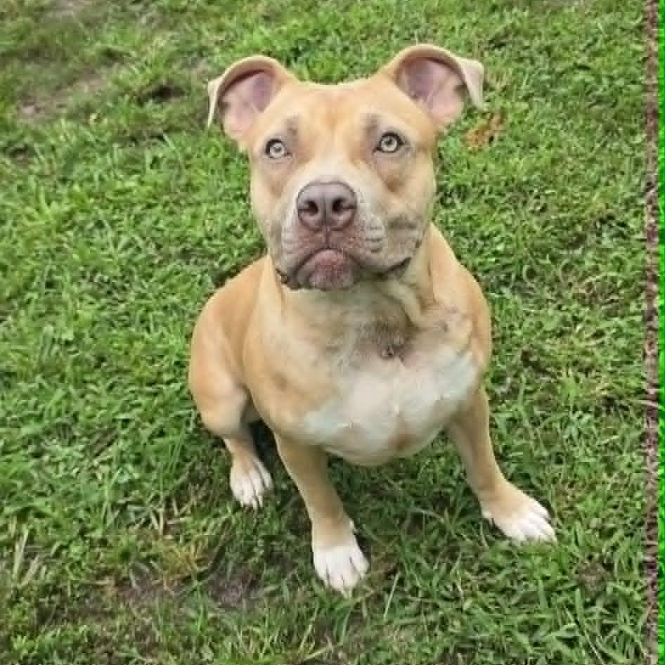 Enlarge Brontë, an adoptable Pit Bull Terrier in Orange, VA image 3/5