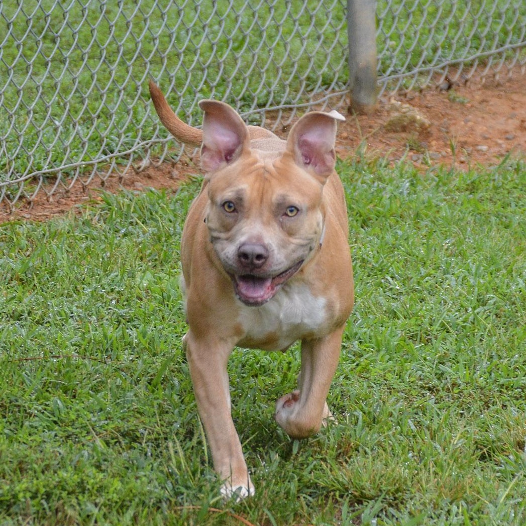 Brontë, adoptable, Young Female Pit Bull Terrier.