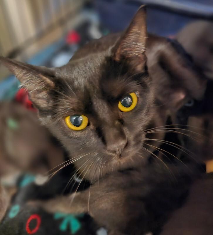 Uhura, Adoptable, Young Female Domestic Short Hair.