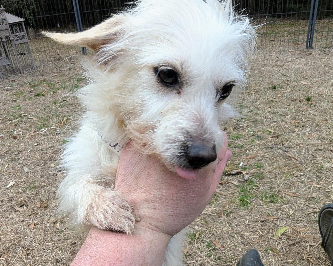 SCOUT — thumbnail 4