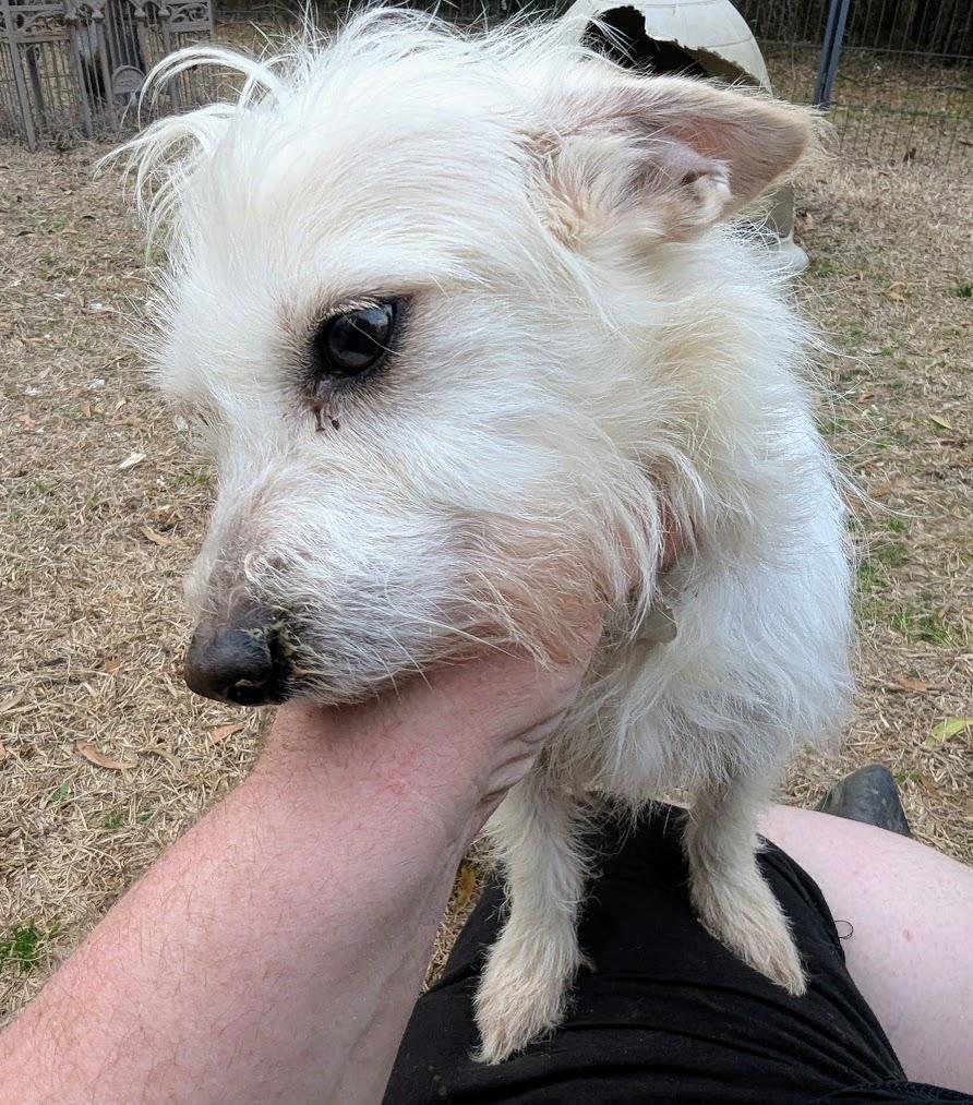 SCOUT — thumbnail 5