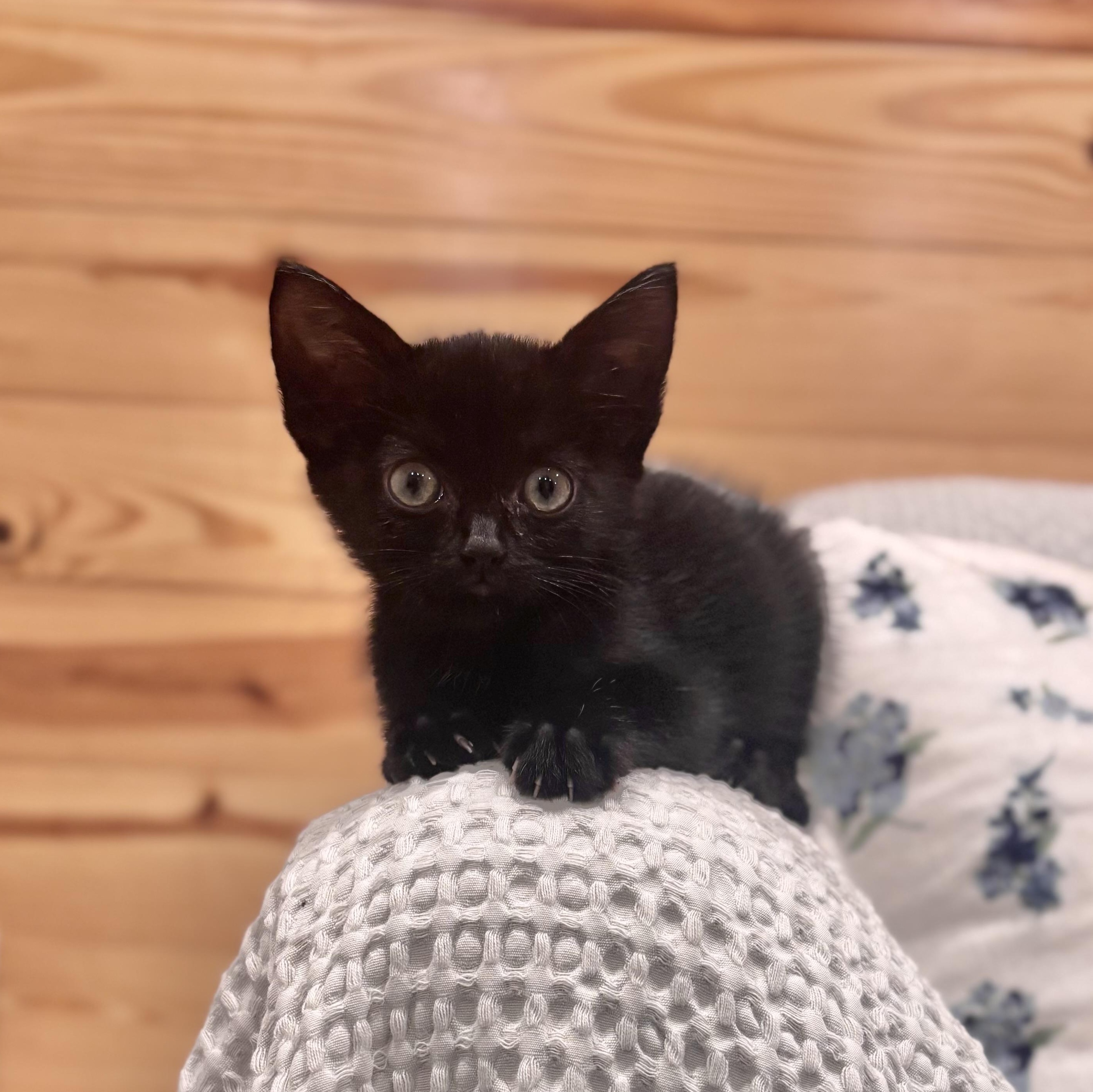 Enlarge Cricket, a Adopted Domestic Short Hair in Scottsville, VA image 2/6