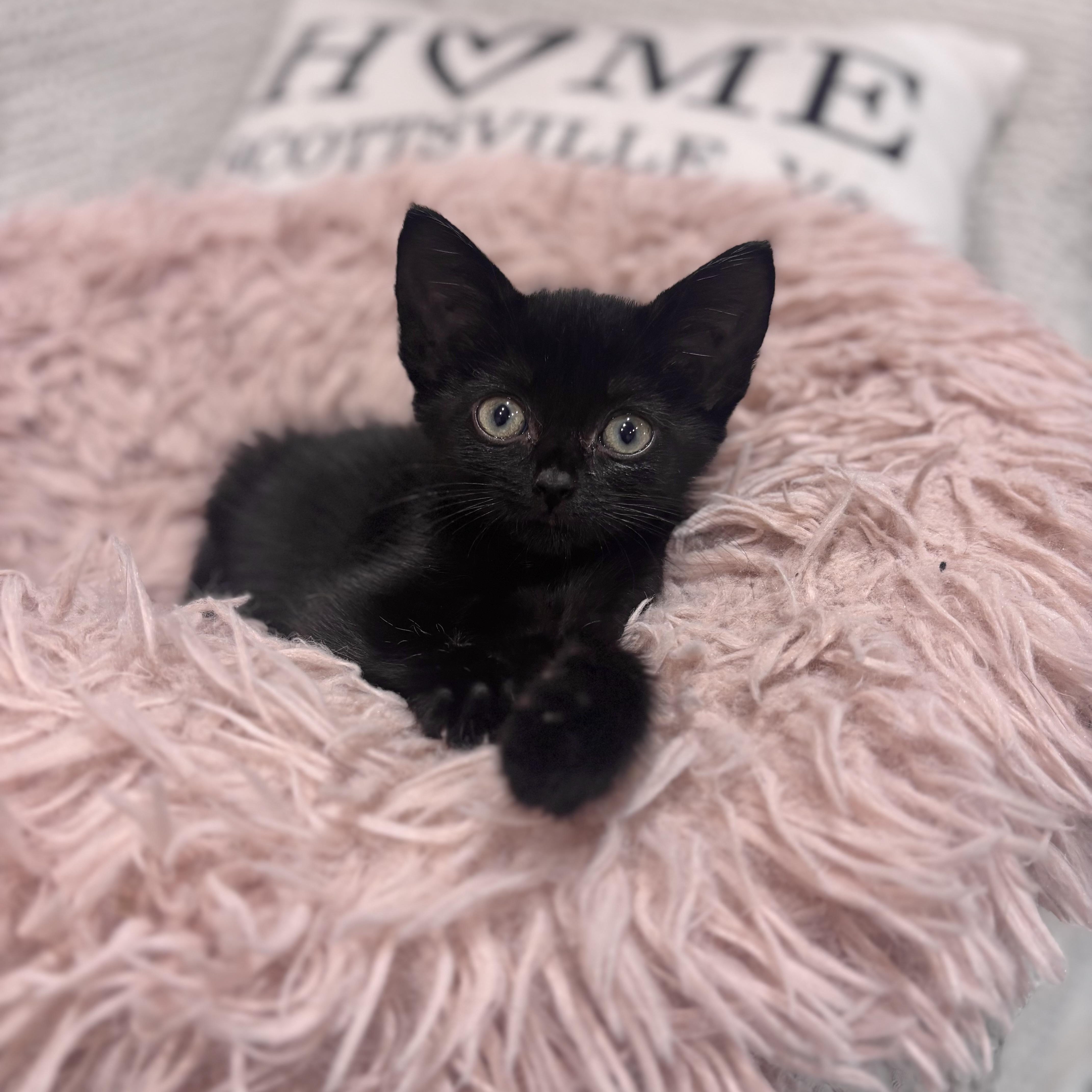 Enlarge Cricket, a Adopted Domestic Short Hair in Scottsville, VA image 6/6