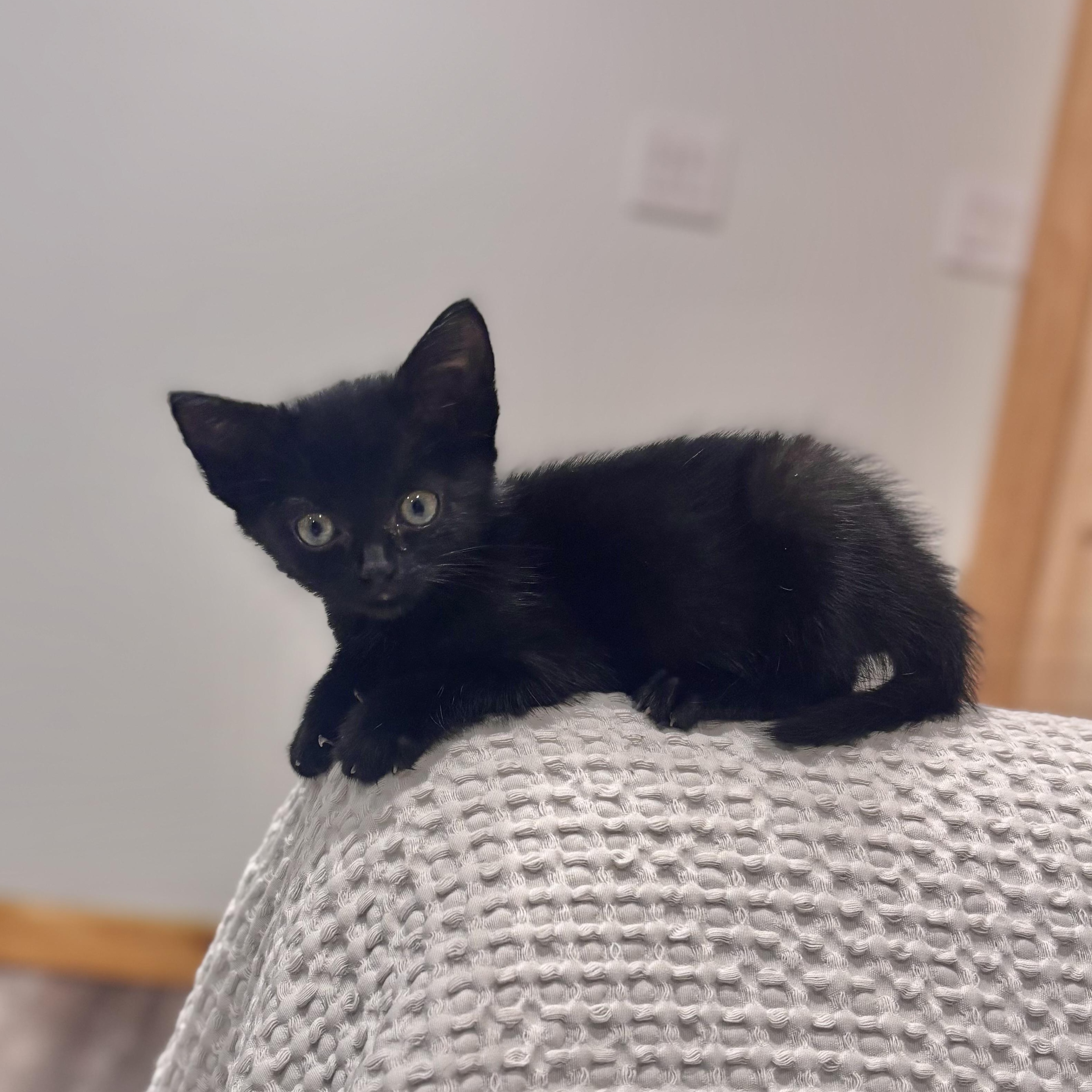 Enlarge Cricket, a Adopted Domestic Short Hair in Scottsville, VA image 3/6