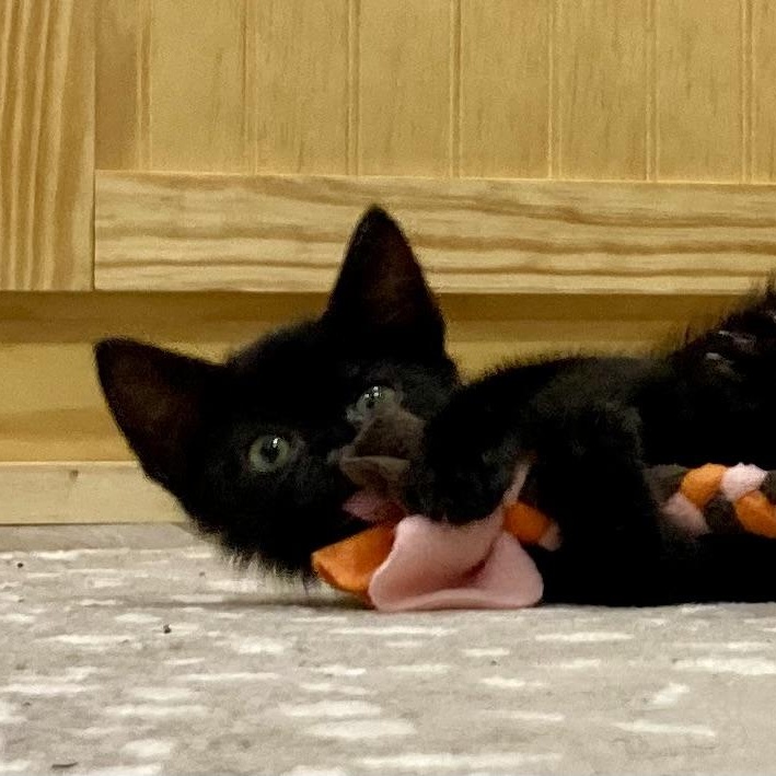 Cricket, Adopted, Kitten Female Domestic Short Hair.