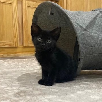 Enlarge Cricket, a Adopted Domestic Short Hair in Scottsville, VA image 4/6