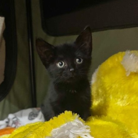 Enlarge Cricket, a Adopted Domestic Short Hair in Scottsville, VA image 5/6