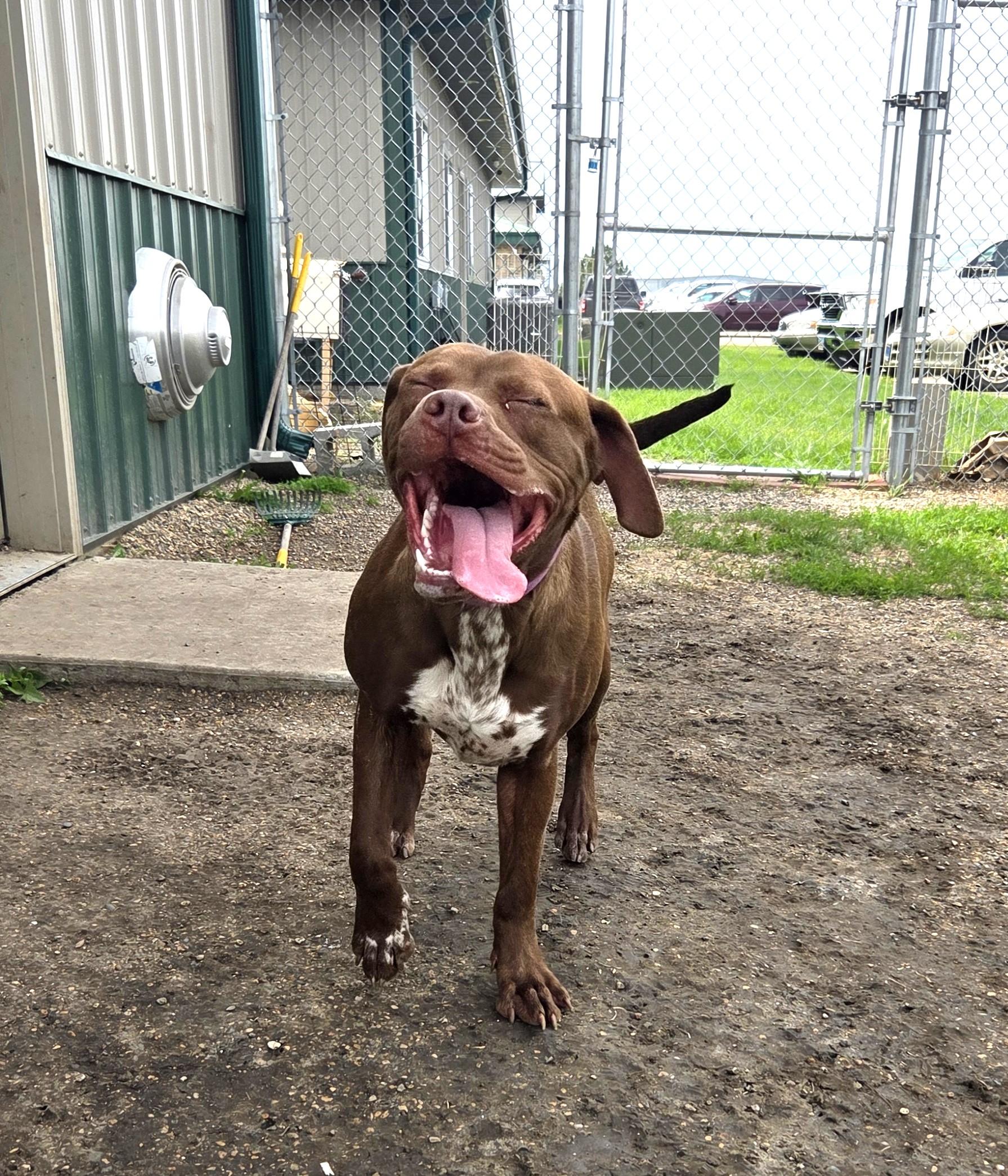 Carmela, an adoptable Cane Corso, Pit Bull Terrier in Brookings, SD, 57006 | Photo Image 2