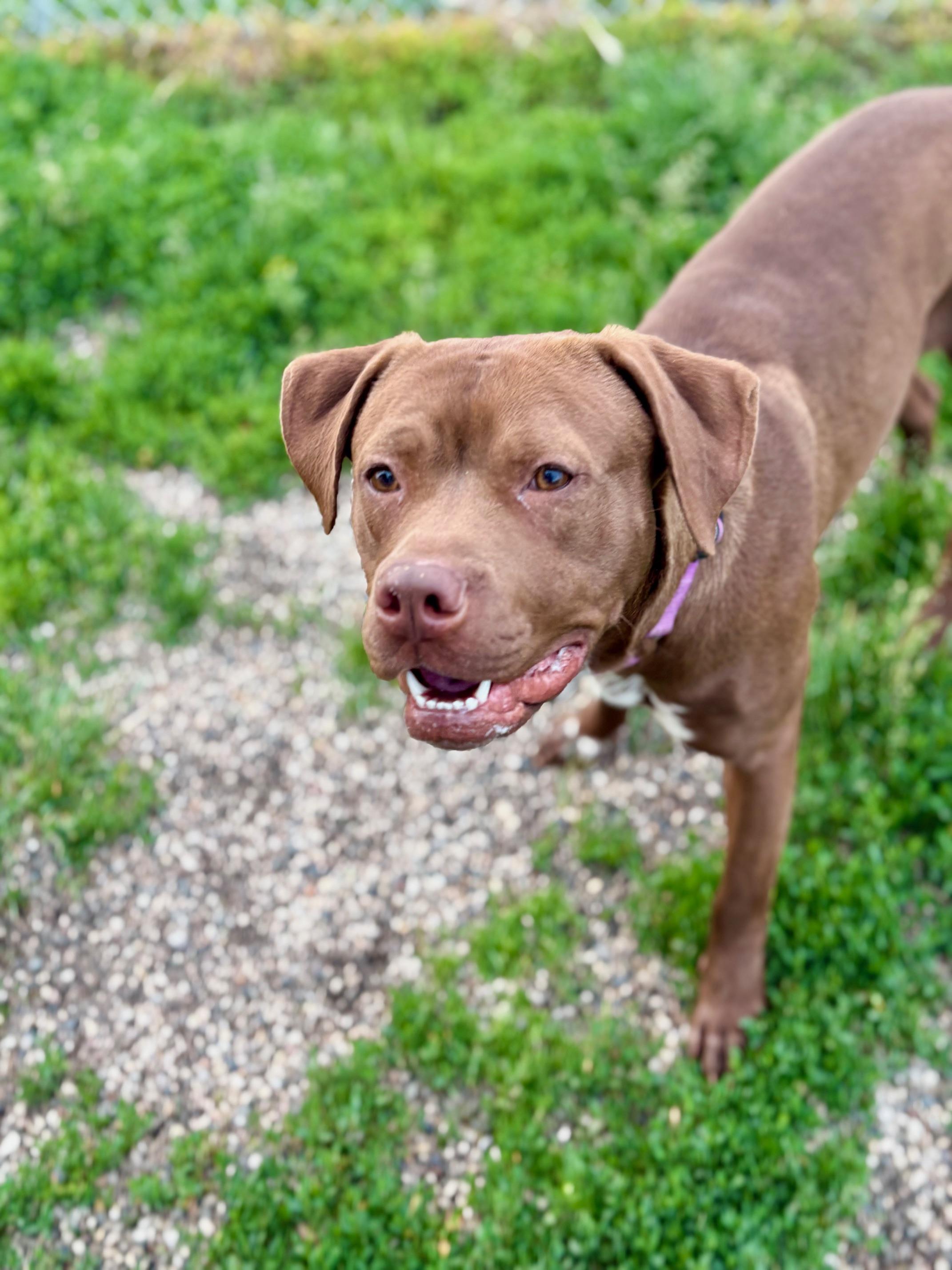 Carmela, an adoptable Cane Corso, Pit Bull Terrier in Brookings, SD, 57006 | Photo Image 1