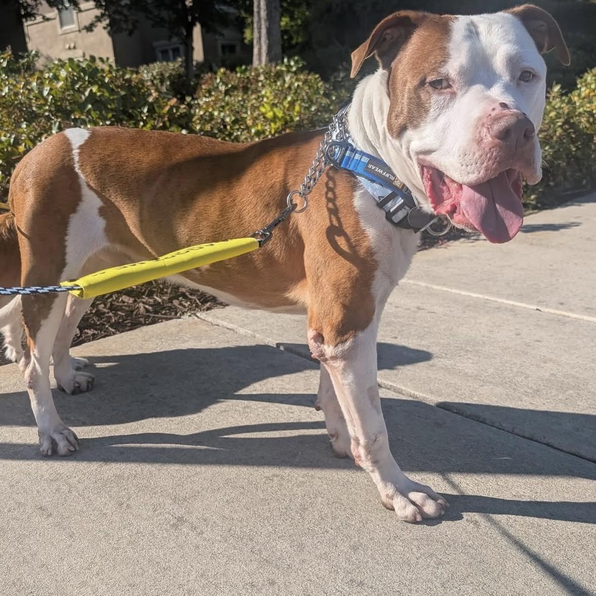 Jake, a Adoptable Pit Bull Terrier in Hayward, CA image 1/5