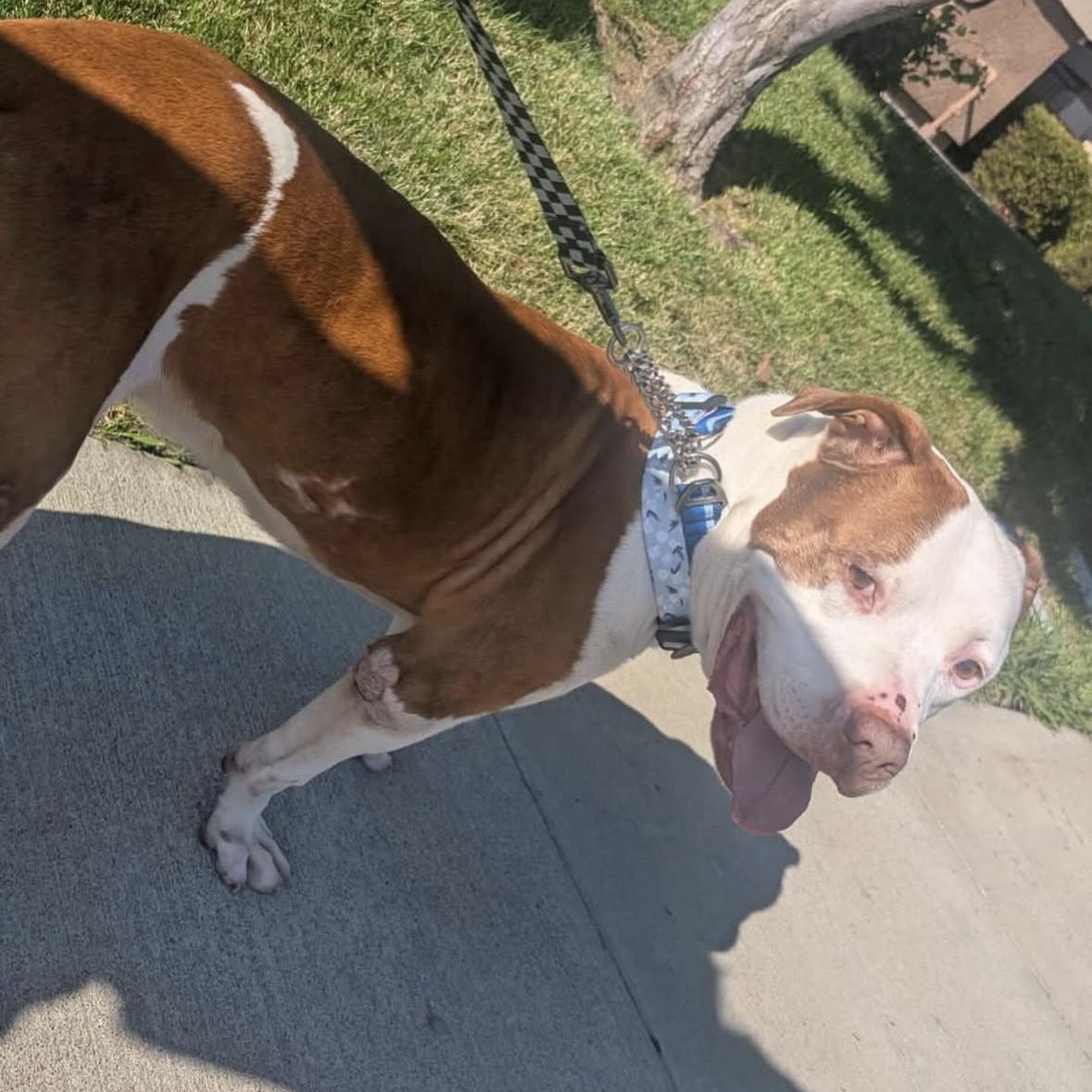 Jake, a Adoptable Pit Bull Terrier in Hayward, CA image 2/5