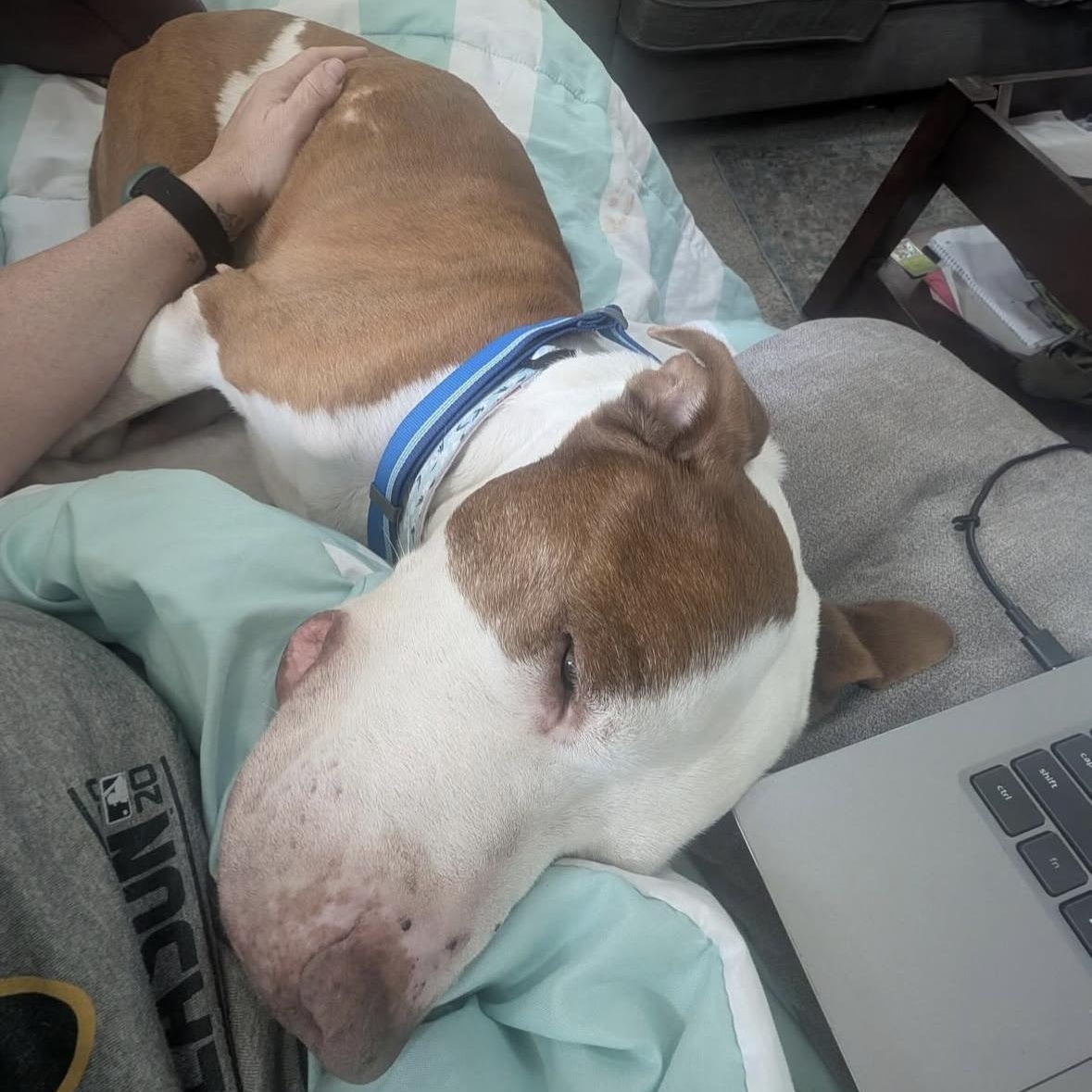 Jake, a Adoptable Pit Bull Terrier in Hayward, CA image 3/5