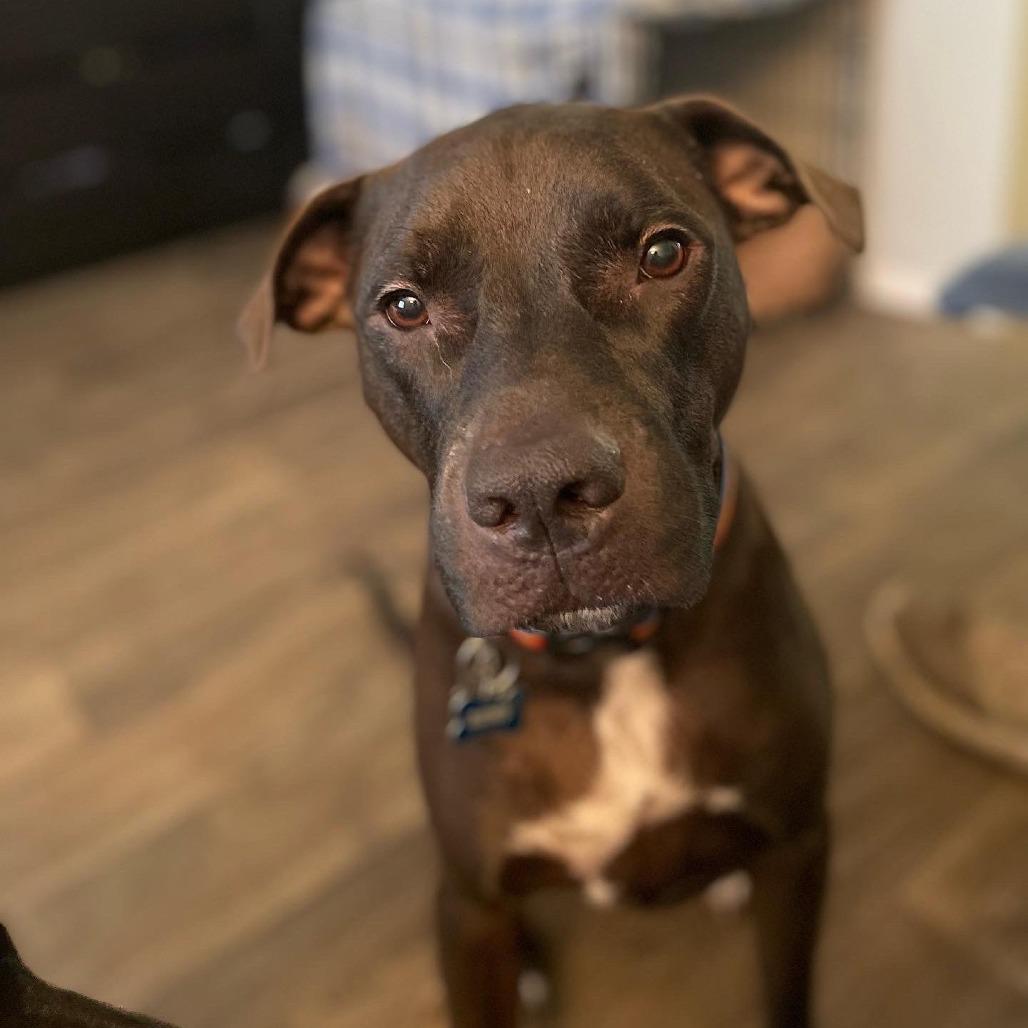 Trombone, Adoptable, Senior Male Labrador Retriever & Pit Bull Terrier.