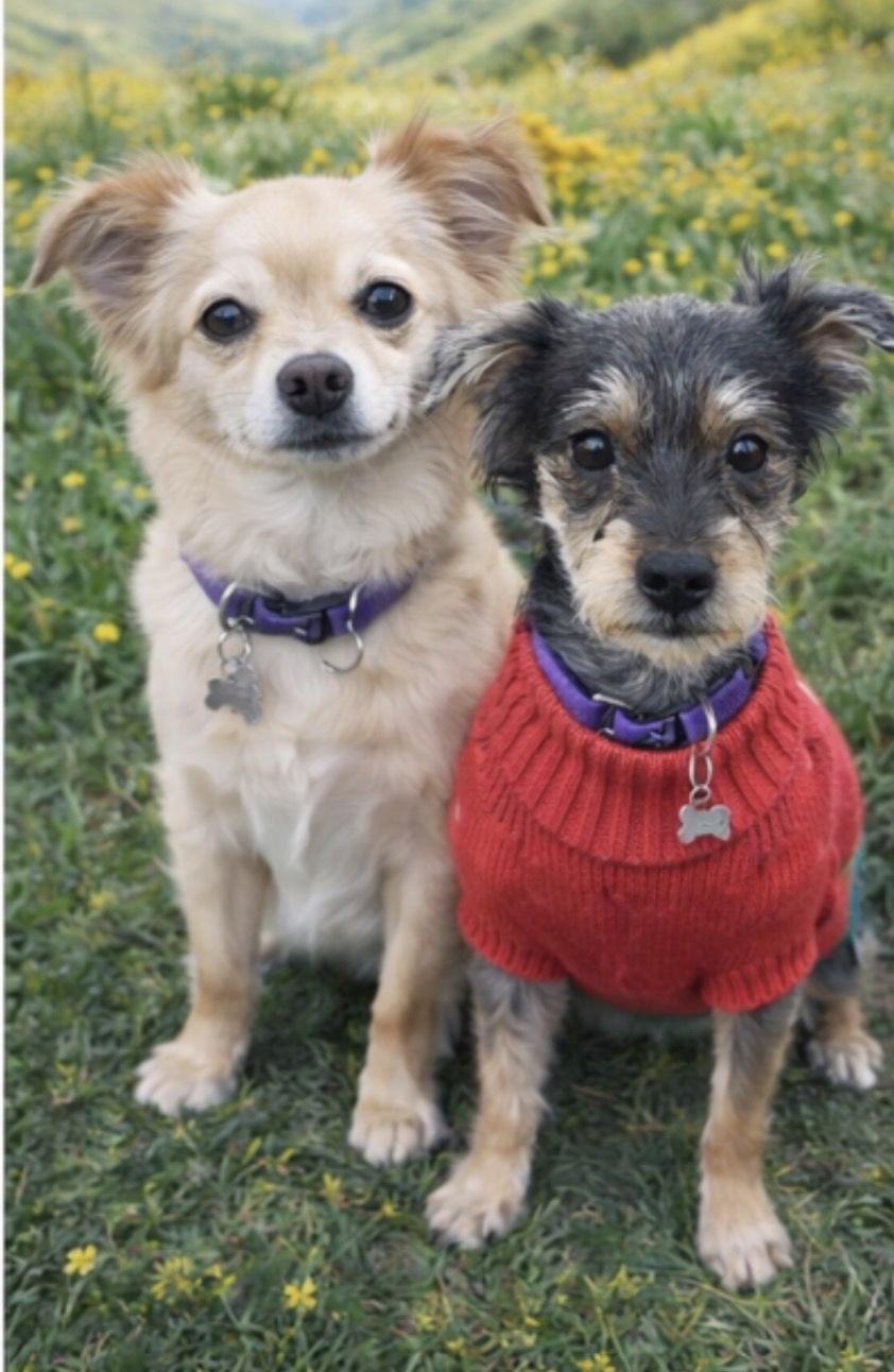 Enlarge Charlie, a Adoptable Terrier in Acworth, GA image 3/3