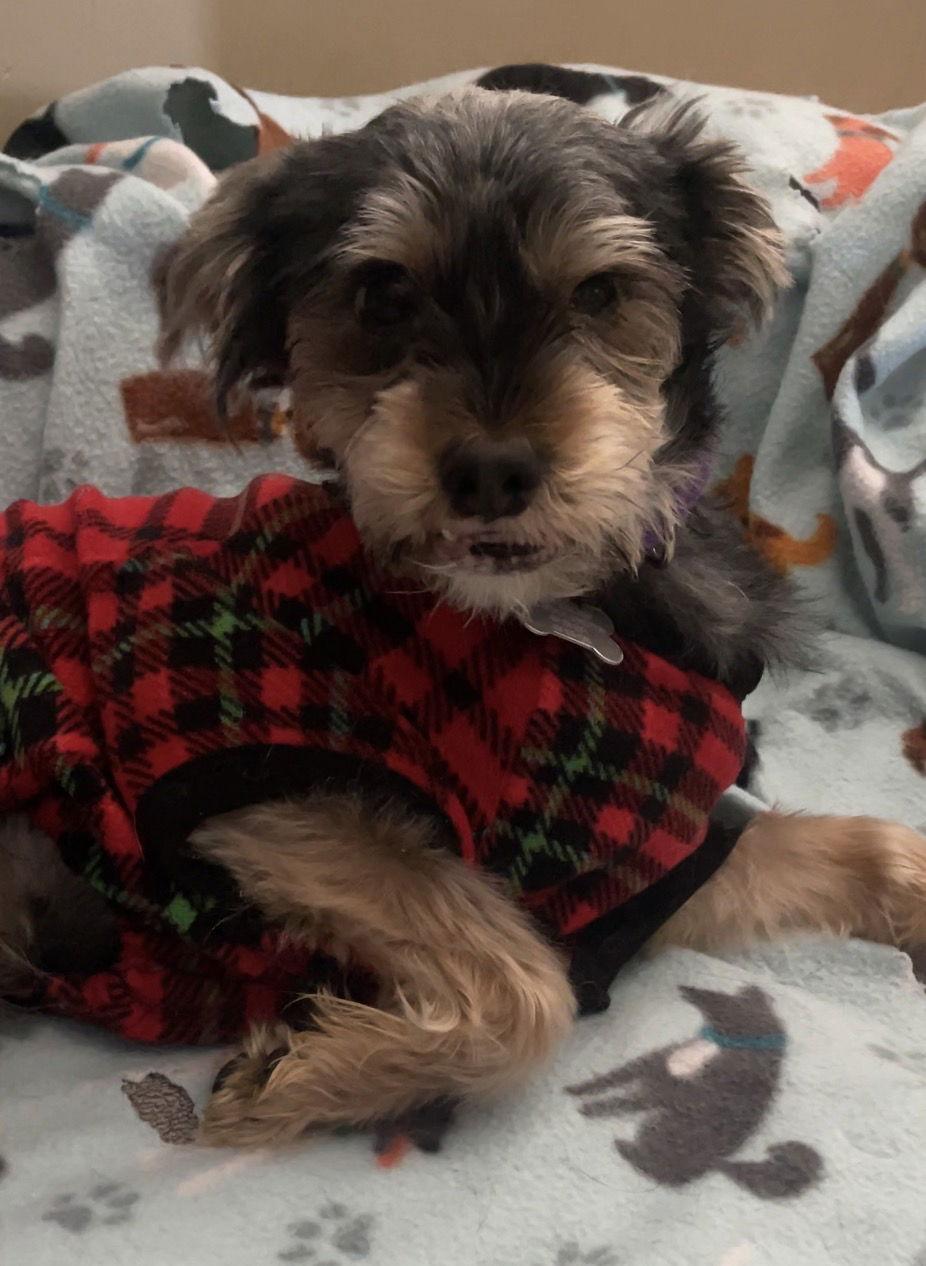 Charlie, Adoptable, Young Male Yorkshire Terrier & Schnauzer.