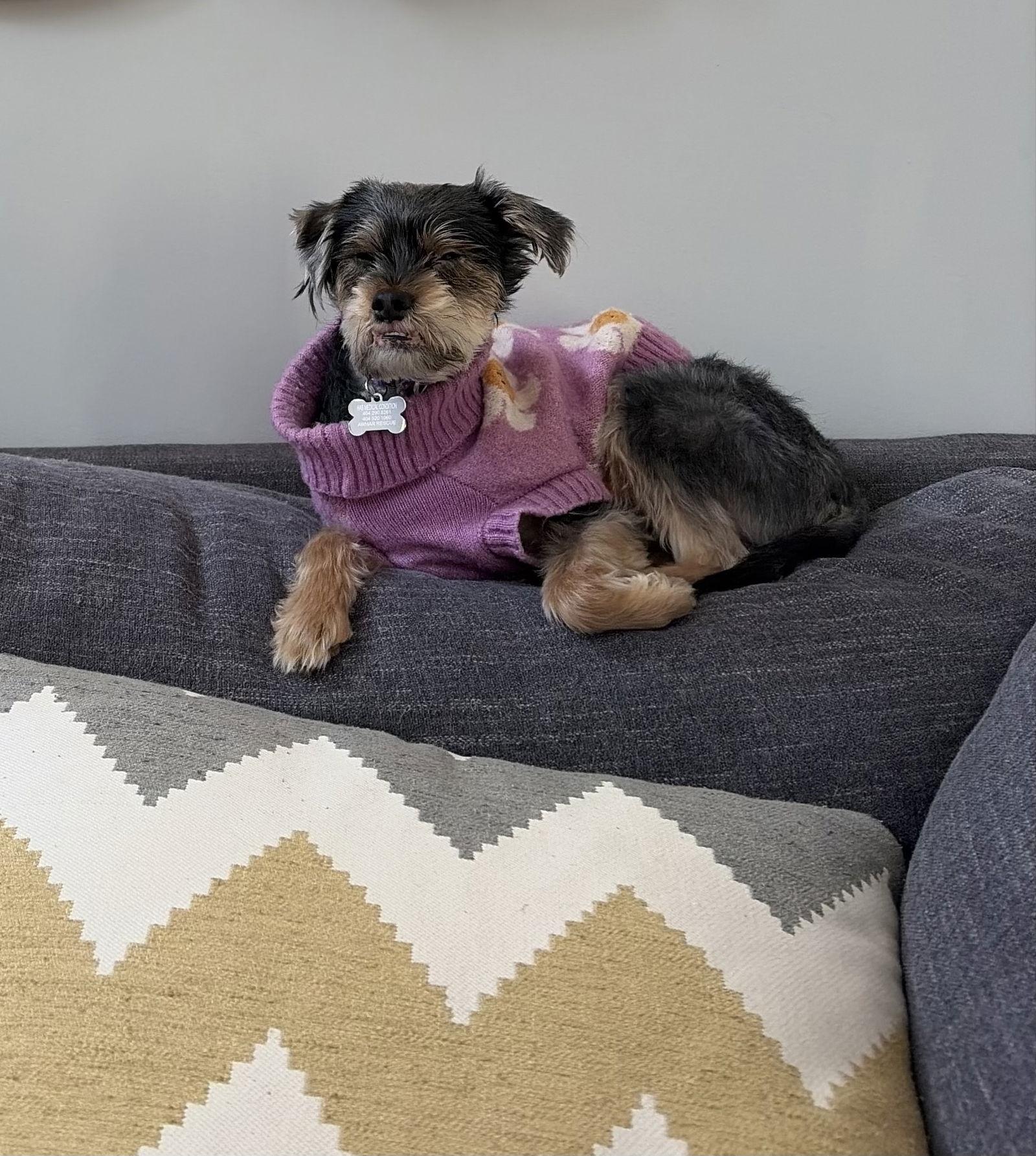 Enlarge Charlie, a Adoptable Terrier in Acworth, GA image 2/3