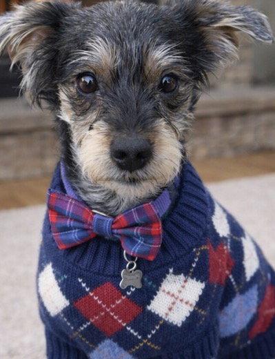 Enlarge Charlie, a Adoptable mixed breed in Acworth, GA image 2/3