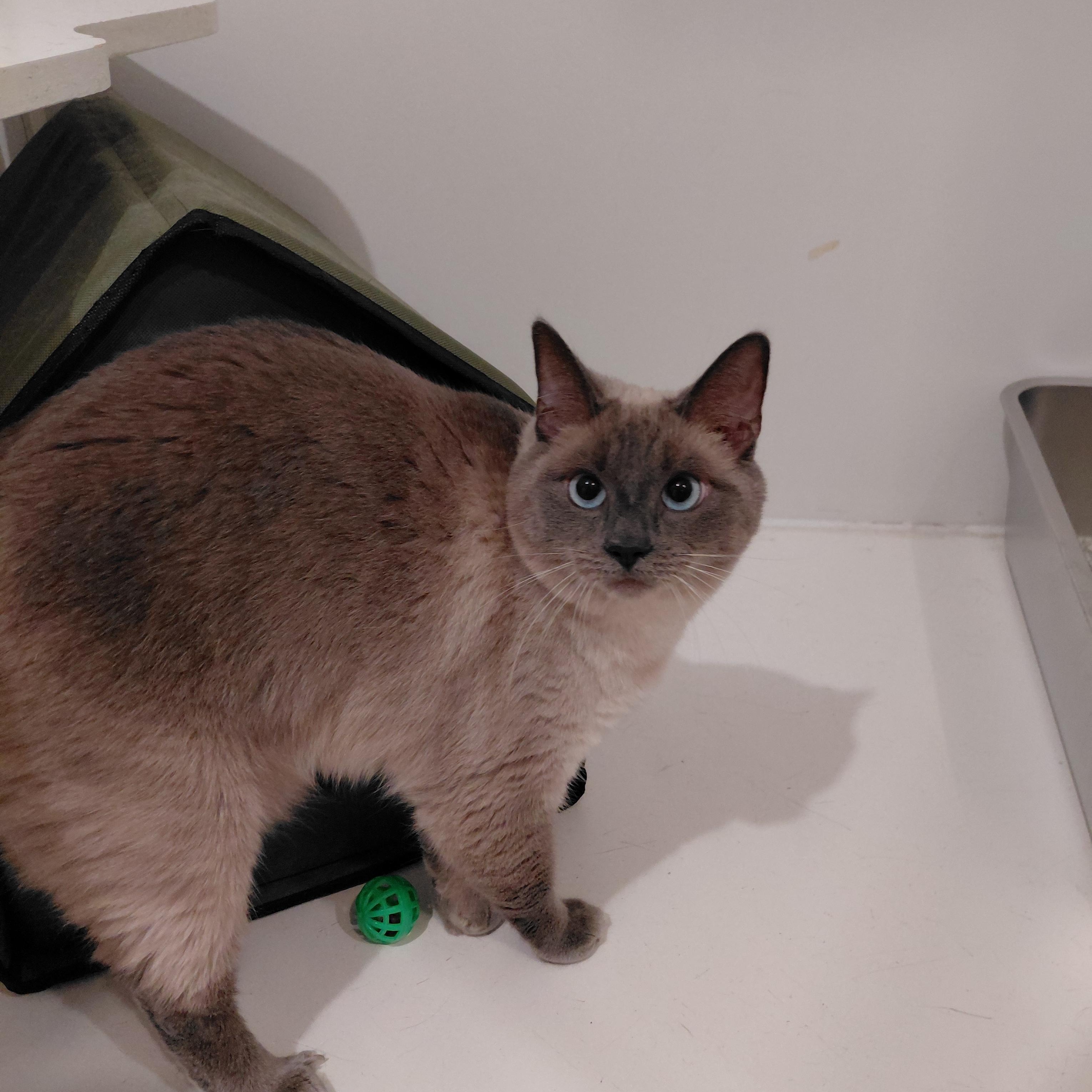 Enlarge Xena, a Adoptable Domestic Short Hair in Littleton, NH image 5/5