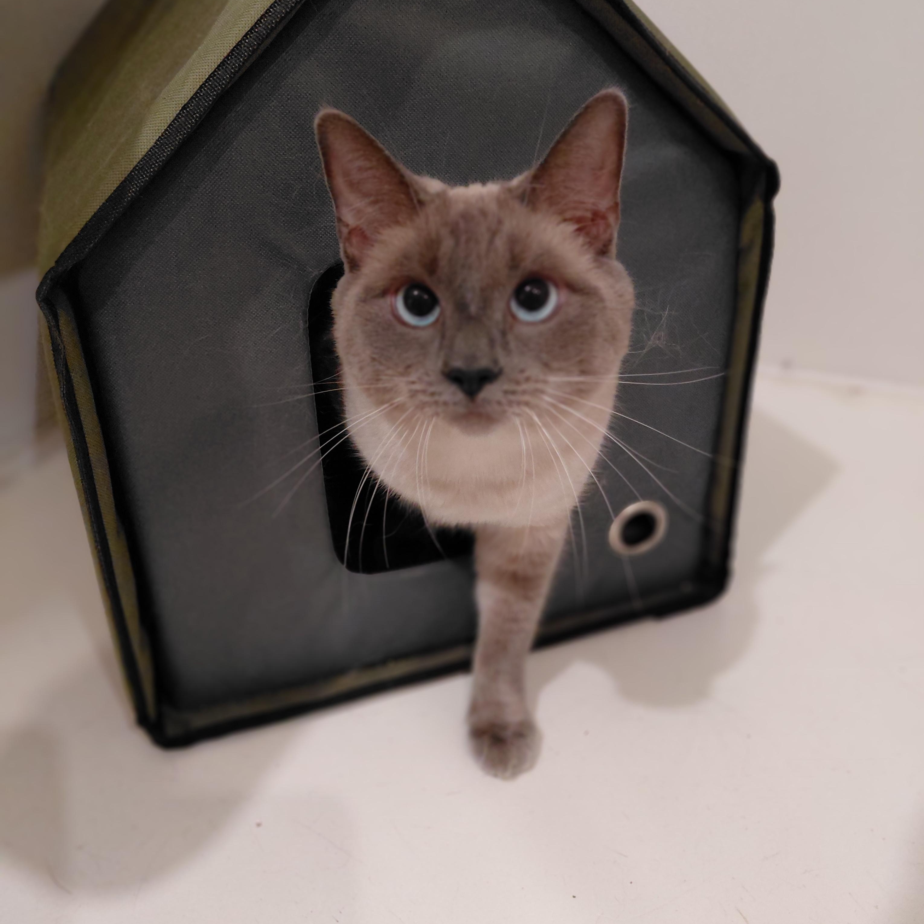 Xena, Adoptable, Adult Female Domestic Short Hair.