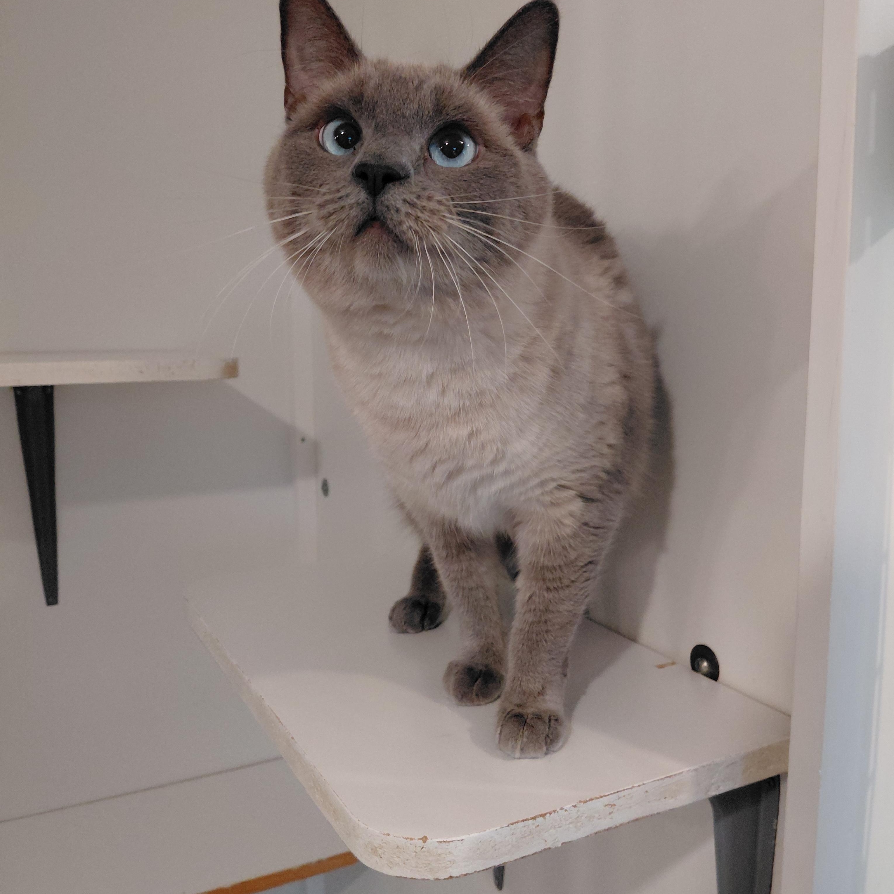 Enlarge Xena, a Adoptable Domestic Short Hair in Littleton, NH image 2/5
