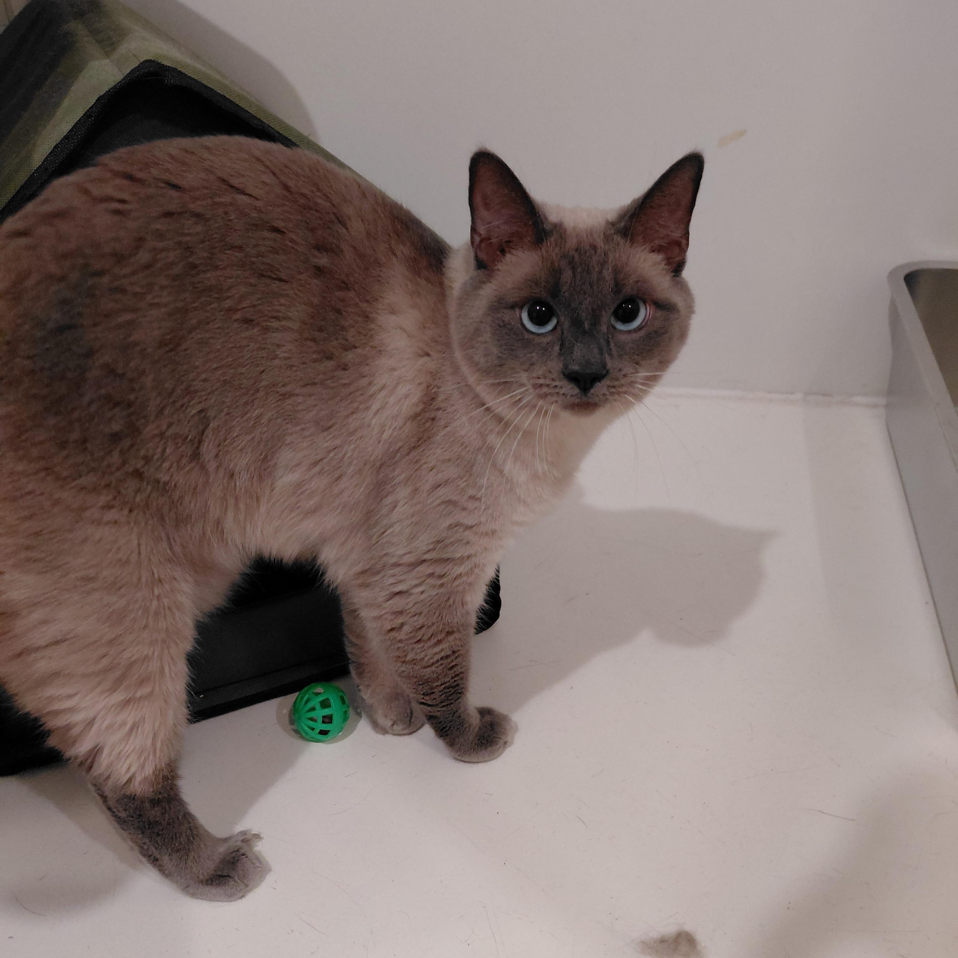 Enlarge Xena, a Adoptable Domestic Short Hair in Littleton, NH image 3/5
