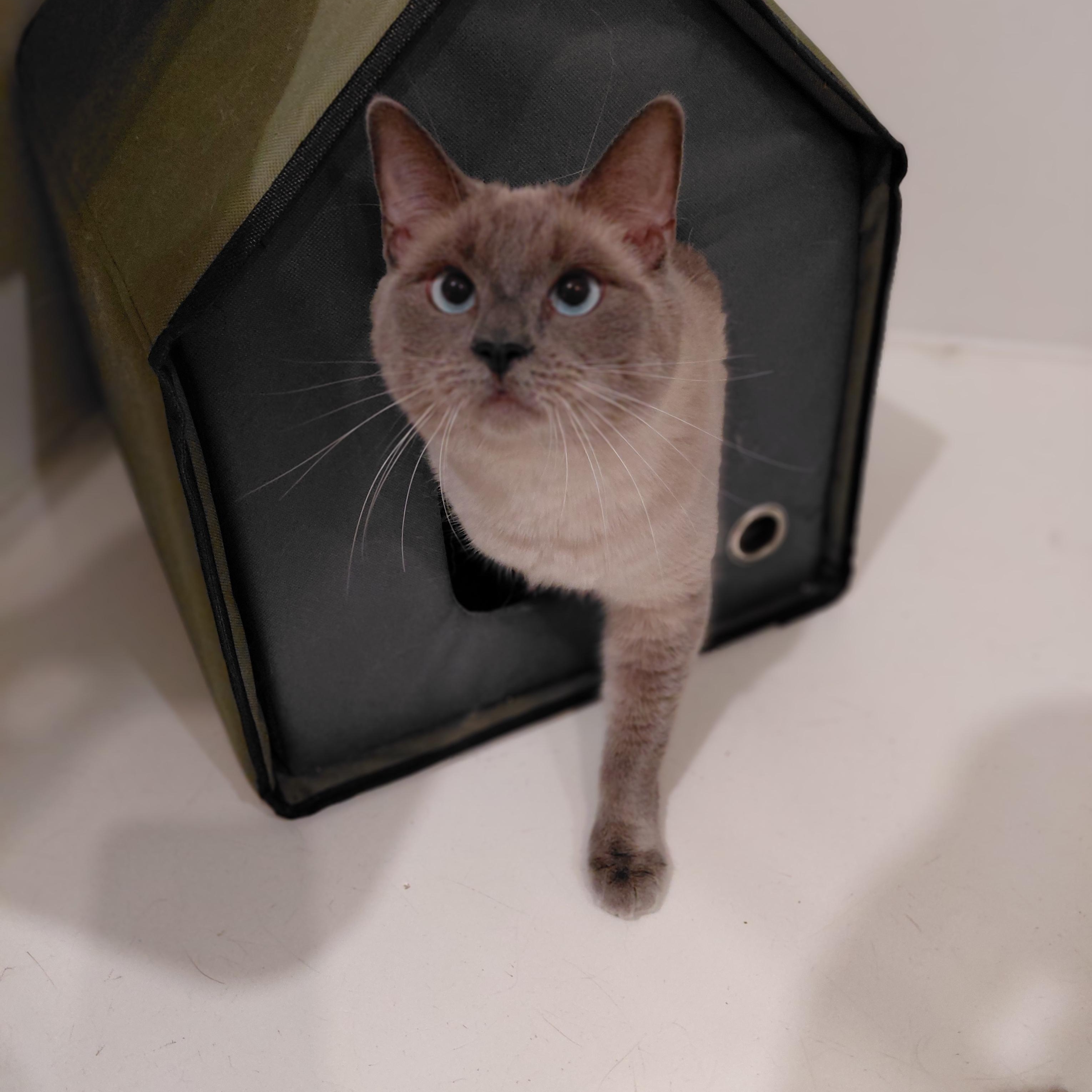 Enlarge Xena, a Adoptable Domestic Short Hair in Littleton, NH image 4/5
