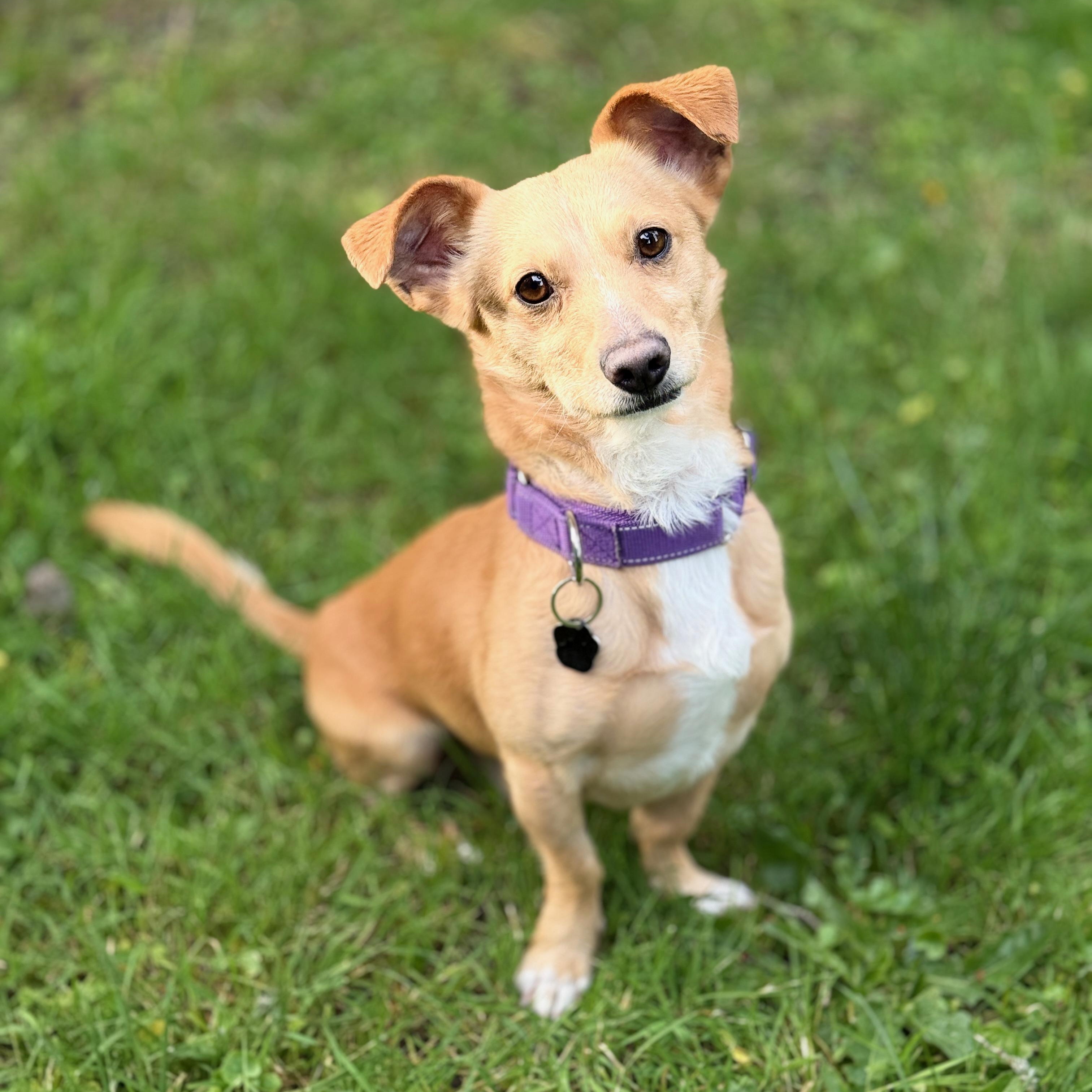 Basil, Adoptable, Adult Male Chiweenie.