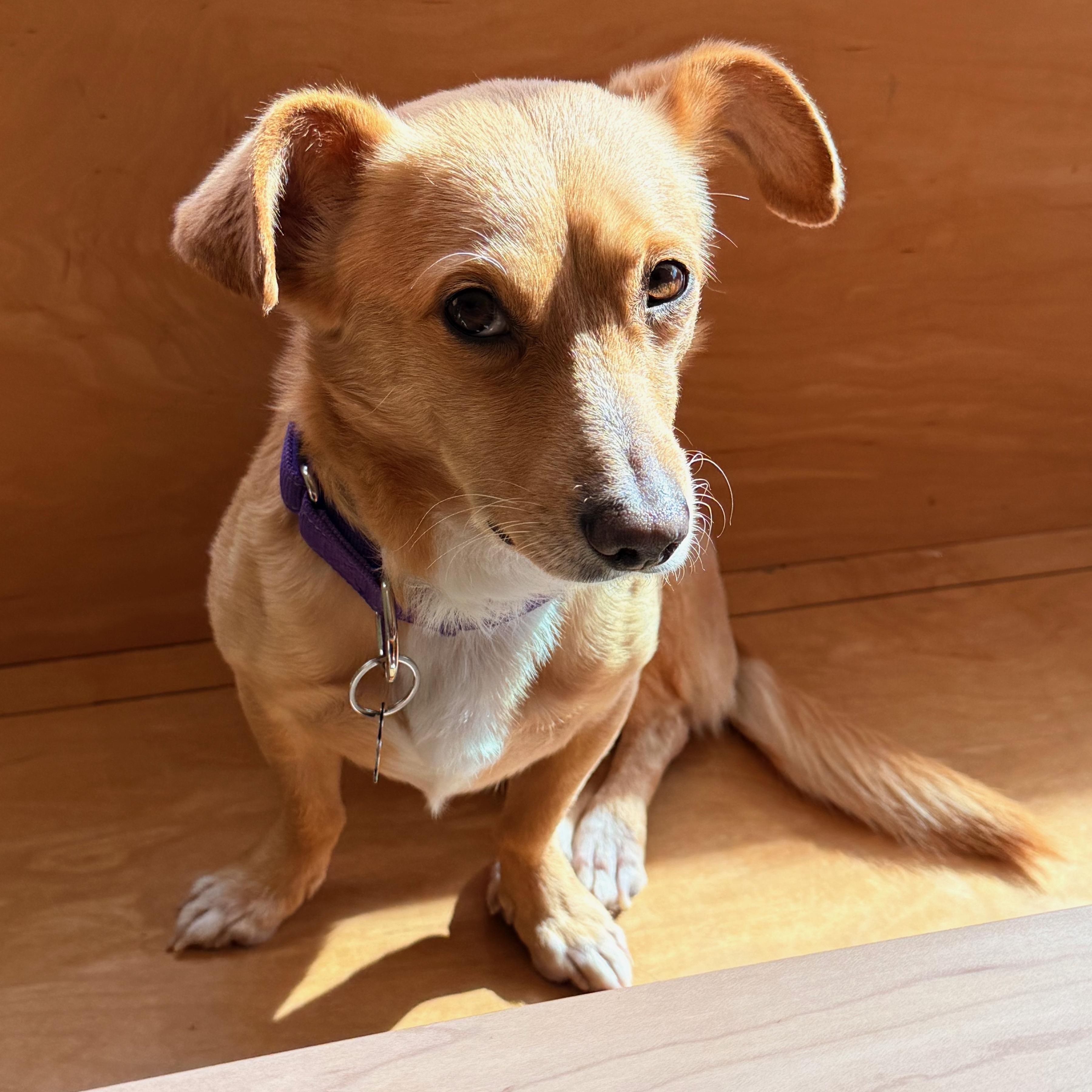 Enlarge Basil, a Adoptable mixed breed in Portland, OR image 2/6