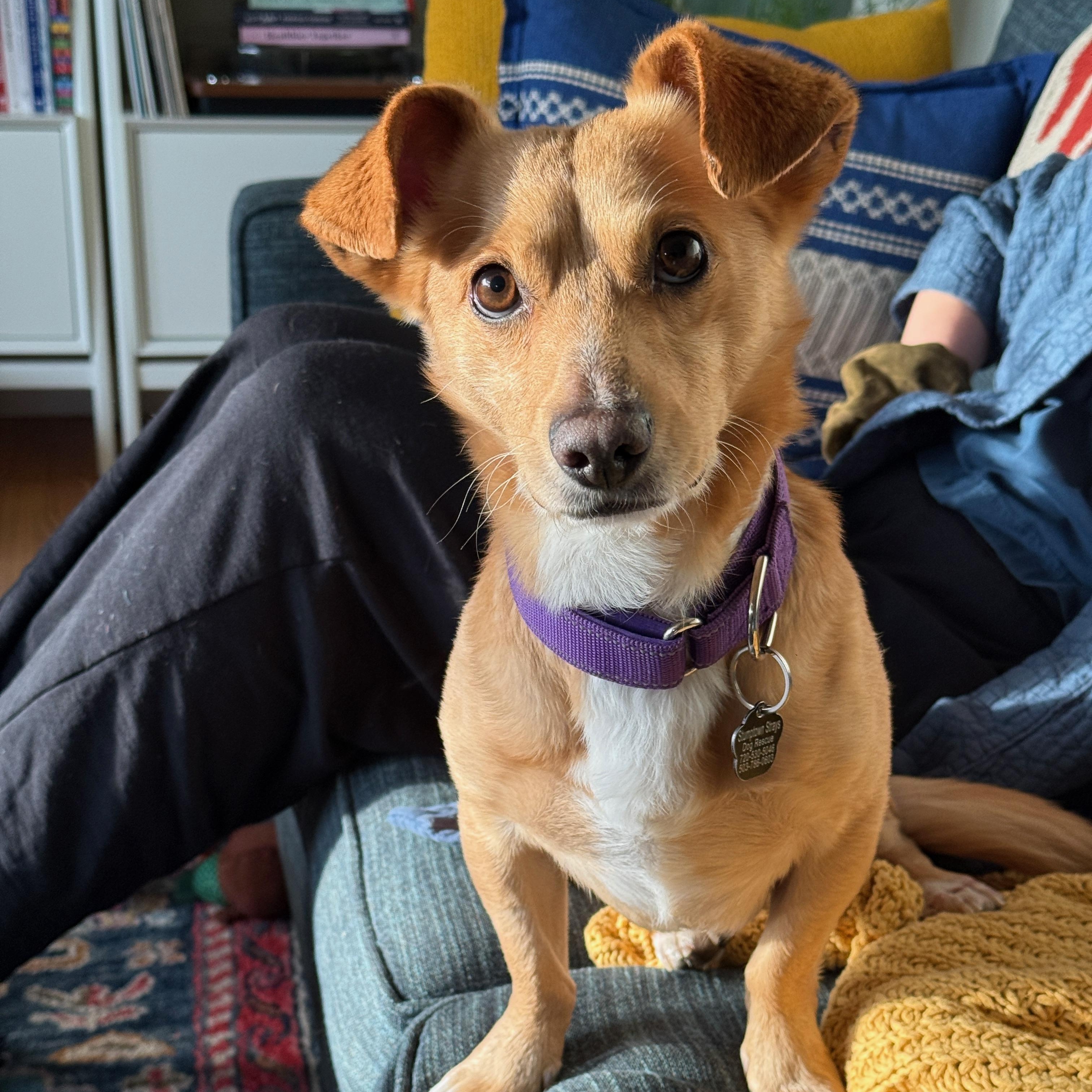 Enlarge Basil, a Adoptable mixed breed in Portland, OR image 3/6