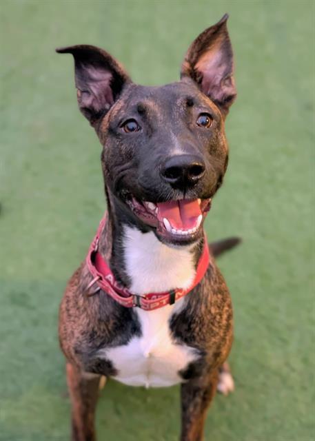 BRIAN, Adoptable, Young Male Dutch Shepherd & Mixed Breed.