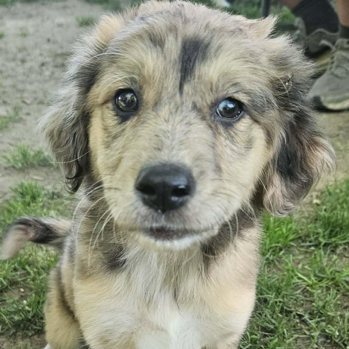 Ella, an adopted Aussiedoodle in Brockport, NY image 6/6