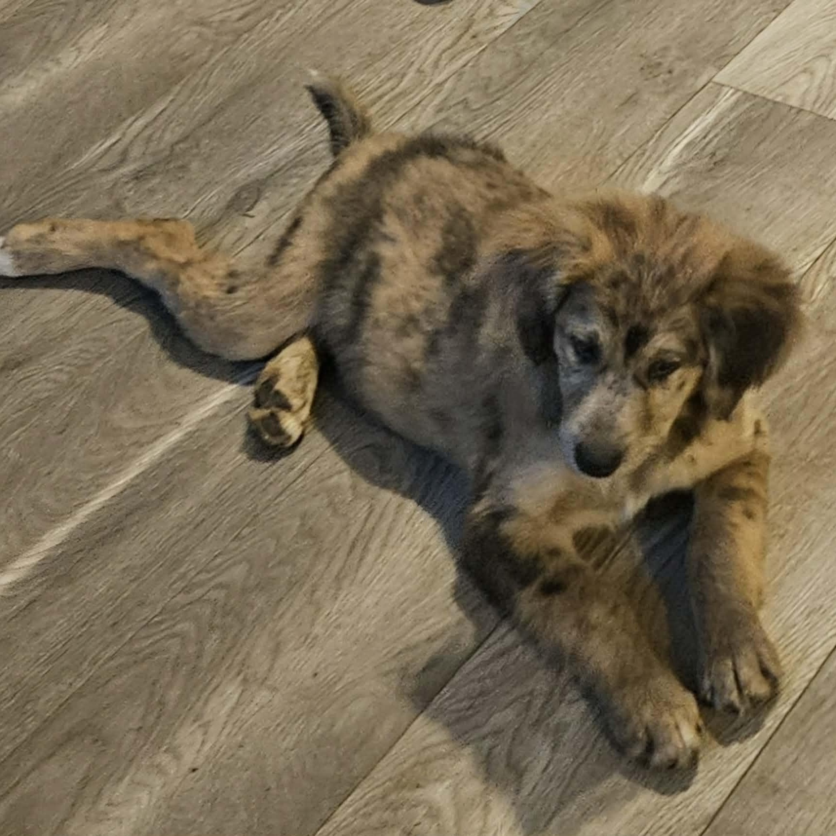 Ella, an adopted Aussiedoodle in Brockport, NY image 4/6