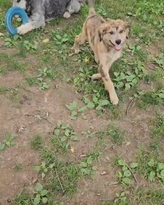 Enlarge Ella, an adopted Aussiedoodle in Brockport, NY video 3/6