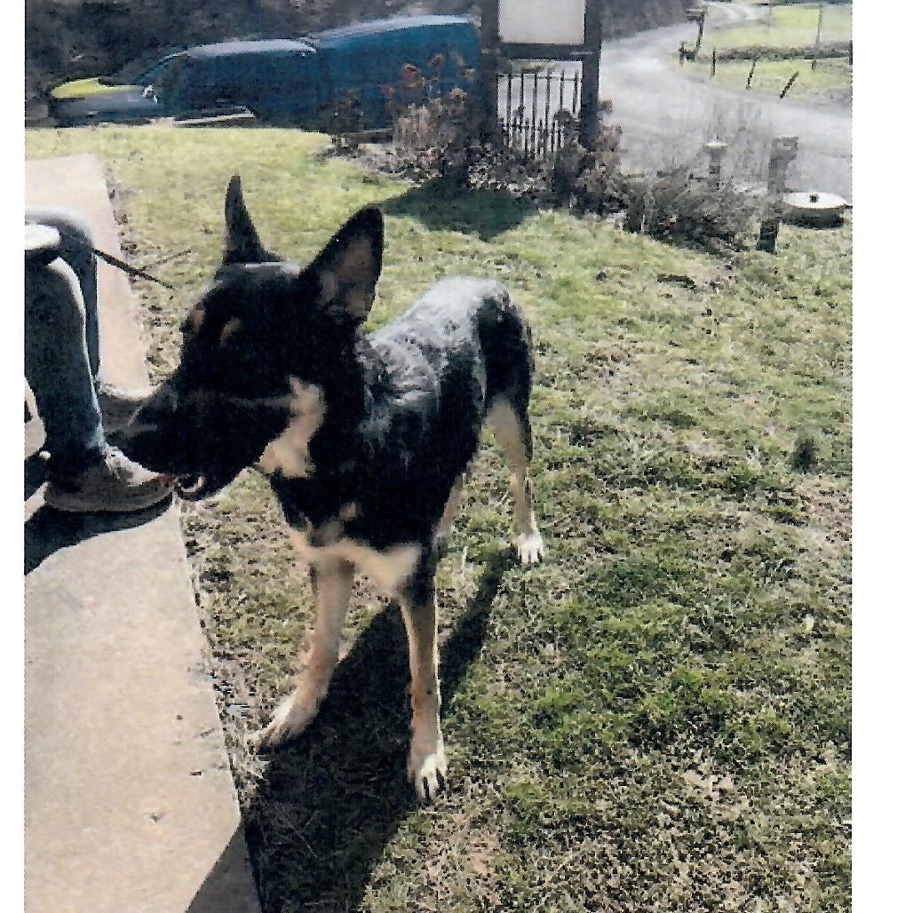 Enlarge Luna, a Adoptable German Shepherd Dog in Salem, WV image 1/1