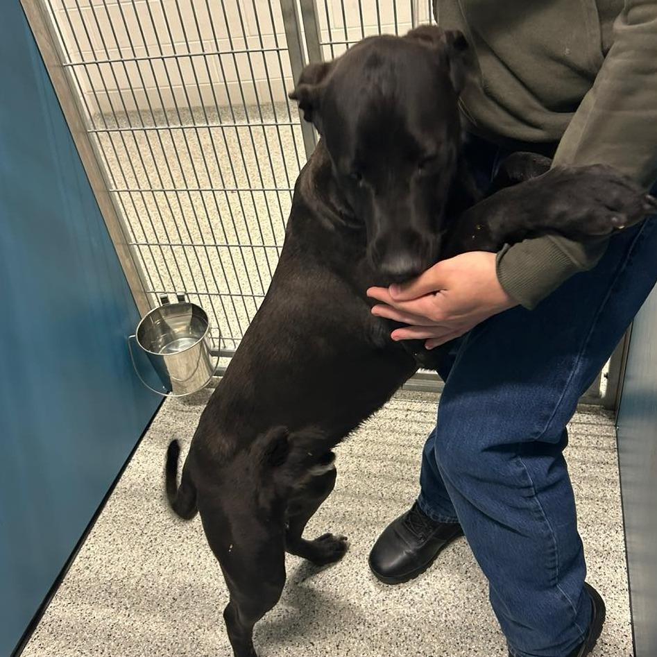 CHOCKA Available NOW - ADOPTION or RESCUE!, a Adoptable Mixed Breed in Nashville, NC image 1/2