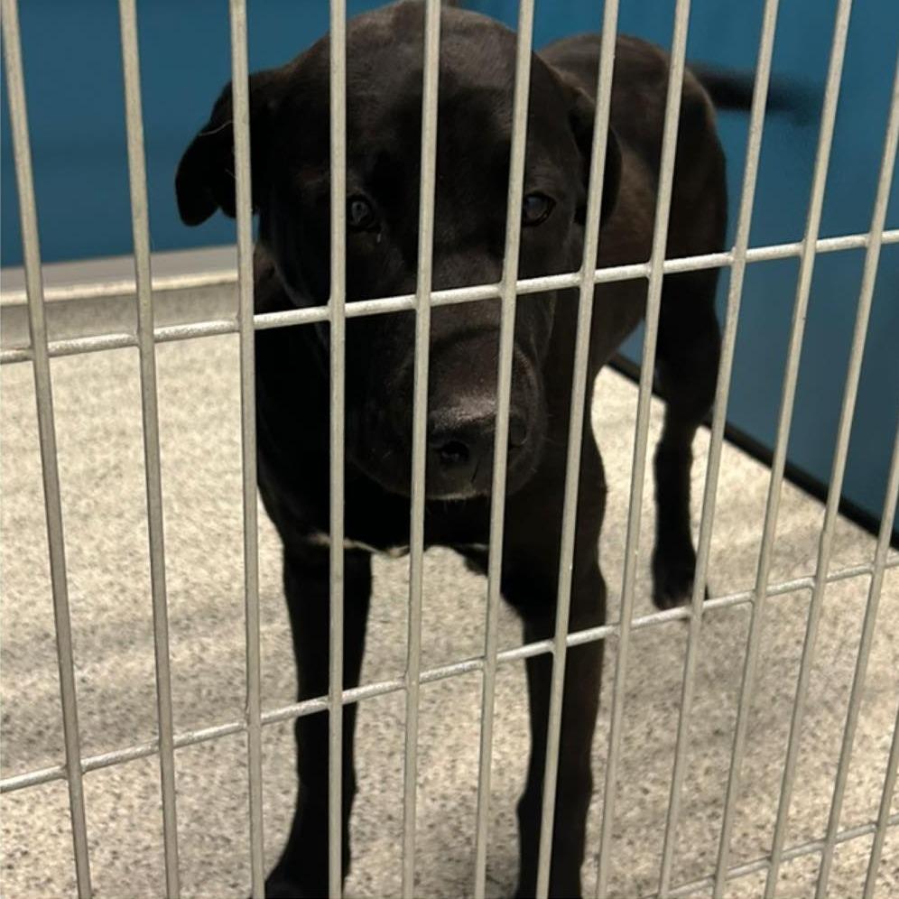 CHOCKA Available NOW - ADOPTION or RESCUE!, a Adoptable Mixed Breed in Nashville, NC image 2/2