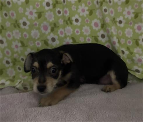 BENNIE, Adoptable, Puppy Male Terrier.