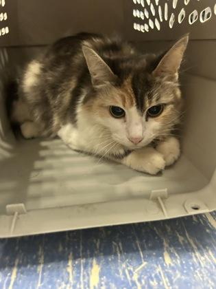 Bettie, Adoptable, Adult Female Domestic Long Hair & Domestic Short Hair.