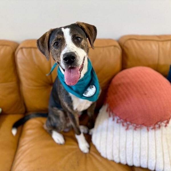 Dog for adoption - Blake the Gentle Soul, a Pointer & Beagle Mix in ...