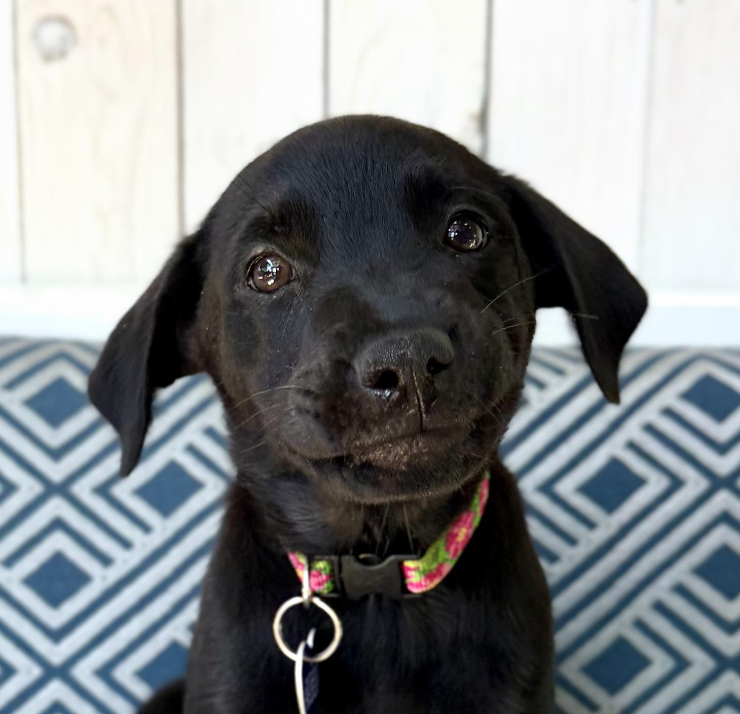 Matilda, Adopted, Young Female Black Labrador Retriever.