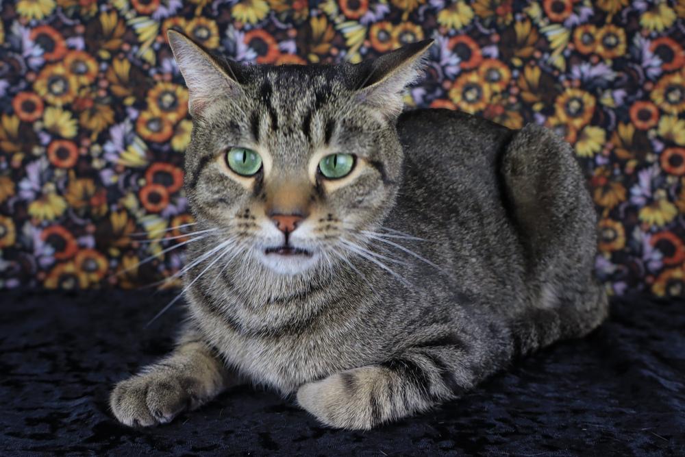 Enlarge Dave, a Adoptable Domestic Short Hair in Lewisburg, TN image 1/6