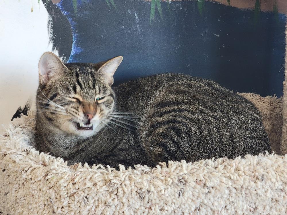 Enlarge Dave, a Adoptable Domestic Short Hair in Lewisburg, TN image 2/6