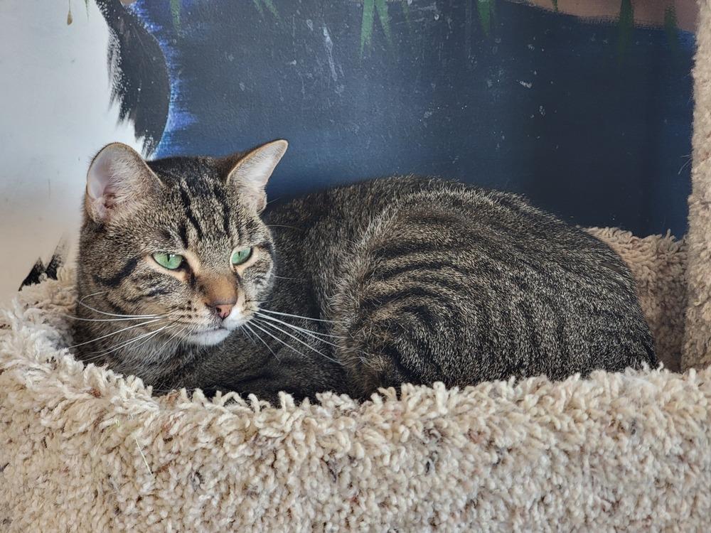 Enlarge Dave, a Adoptable Domestic Short Hair in Lewisburg, TN image 3/6