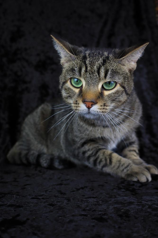 Enlarge Dave, a Adoptable Domestic Short Hair in Lewisburg, TN image 4/6