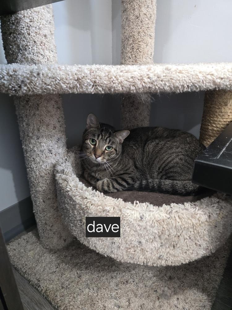 Enlarge Dave, a Adoptable Domestic Short Hair in Lewisburg, TN image 5/6